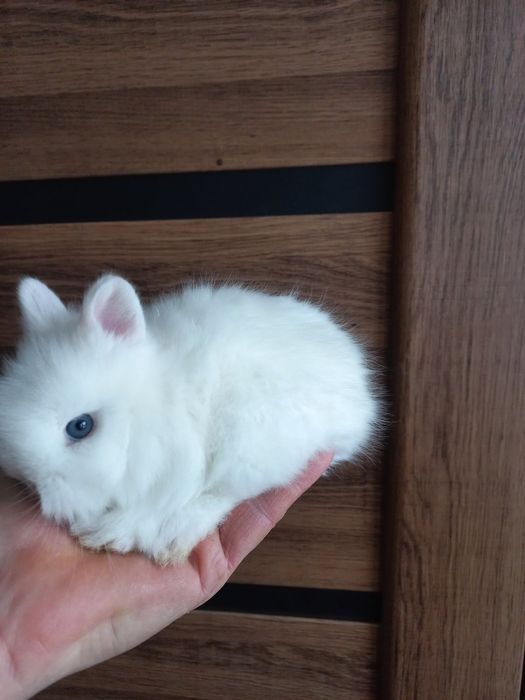 Декоративні кролики