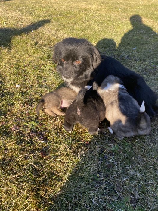 Oddam pieski w dobre ręce