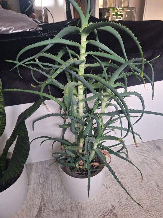 Kwiat aloes duży okaz