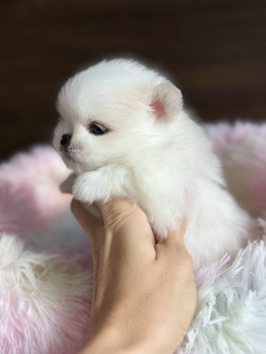 POMERANIAN szpic miniaturowy mini miś :)