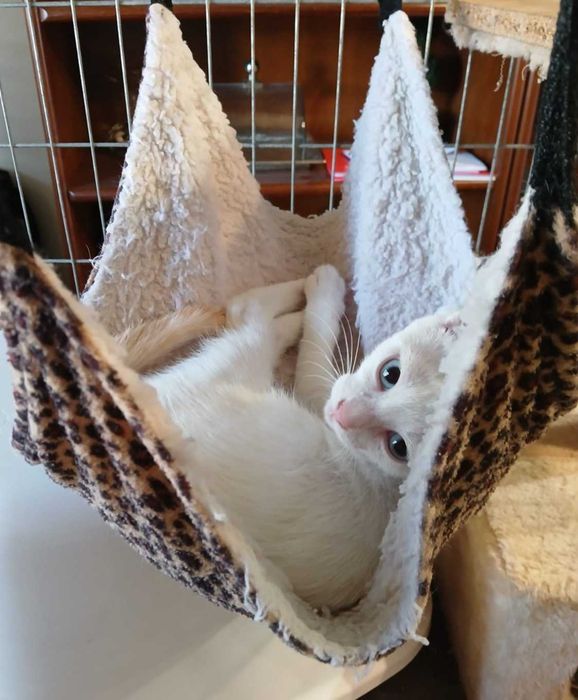 Gatinha para adoção