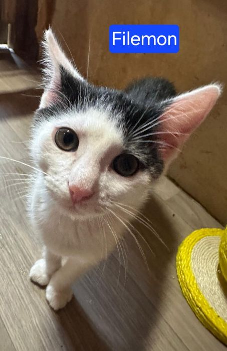 Filemon, kocia przylepka do adopcji