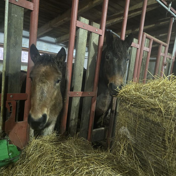 Klacz źrebak pkz koń polski koń zimnokrwisty