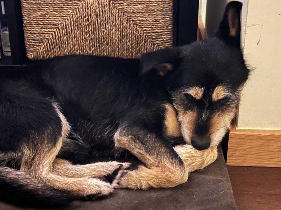 Joca, um verdadeiro companheiro de vida! | Adoção responsável Porto