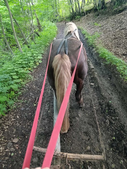 Продам коня (жеребець)