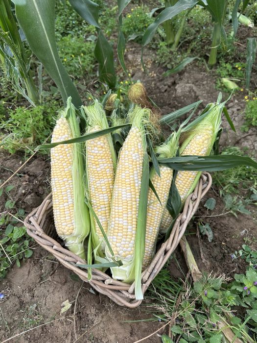 Насіння Кукурудзи РАКЕЛЬ F1 RAKEL F1 Семена Кукурузы