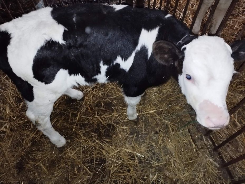 Продається поролистий бичок