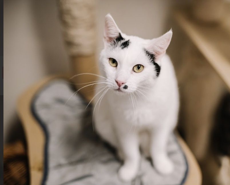 Merlinek pilnie szuka domu