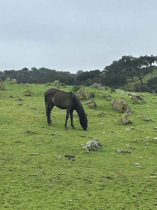 2 plodros cruzados lusitano 2400€