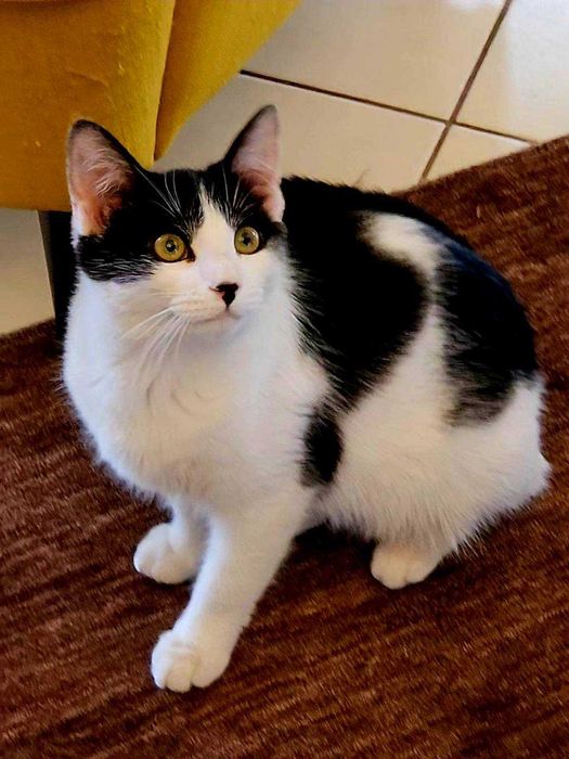 Uratowane Bezdomniaki - szukamy domów - Amber i Łatka !