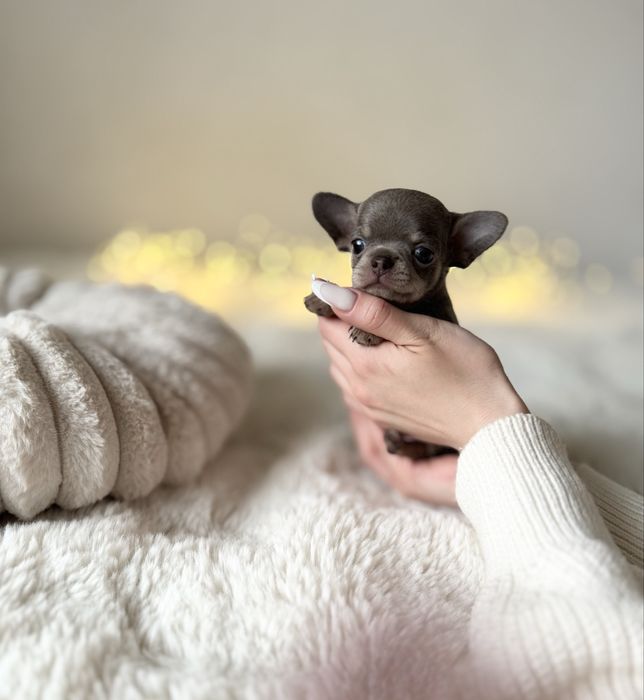 *Chihuahua* sunia Benia