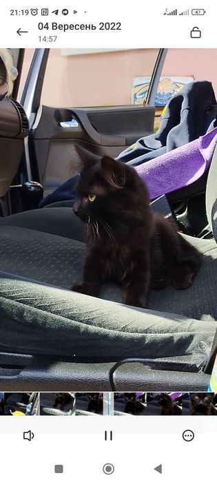 Кіт в надійні руки