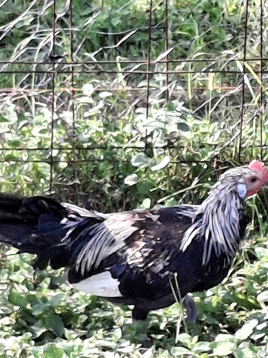 Fenix jovens para venda