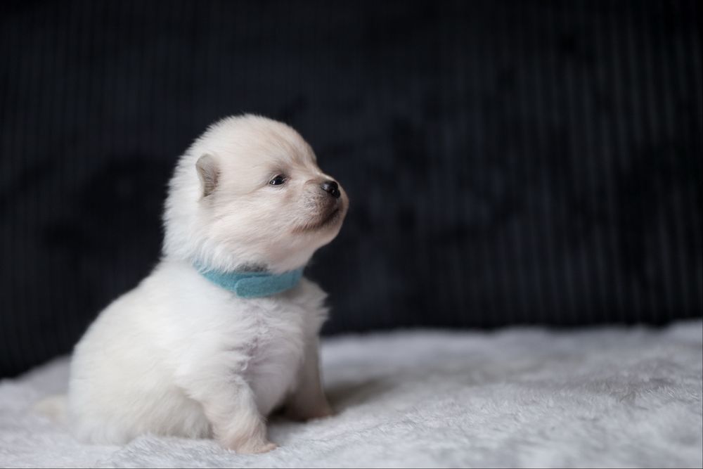 Szczeniak rasy pomeranian szpic miniaturowy
