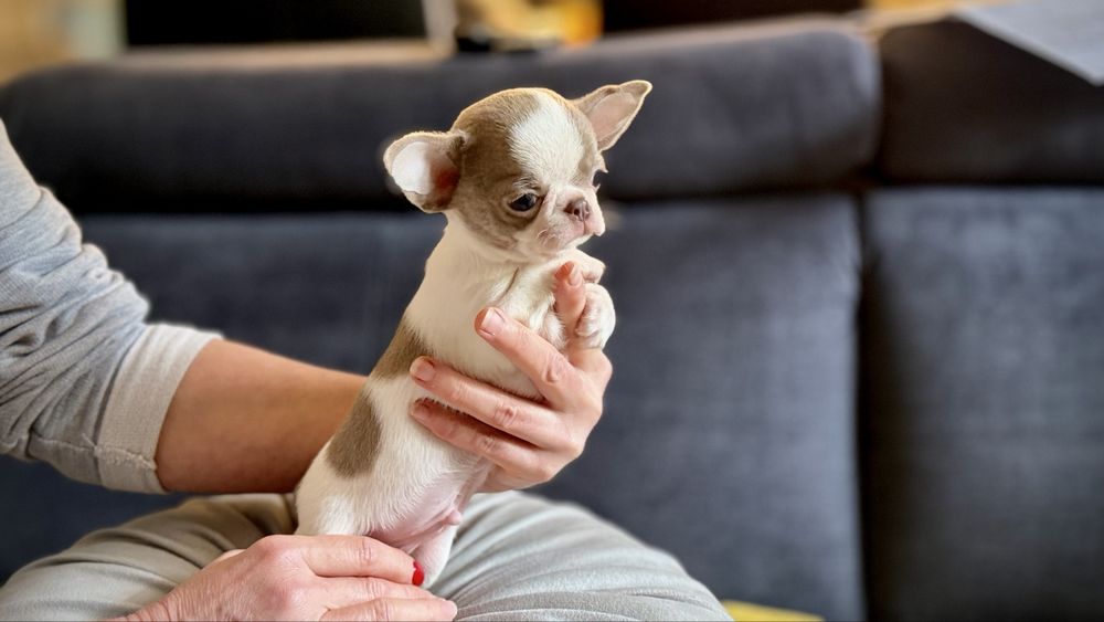 Chihuahua PIESEK biało-liliowy