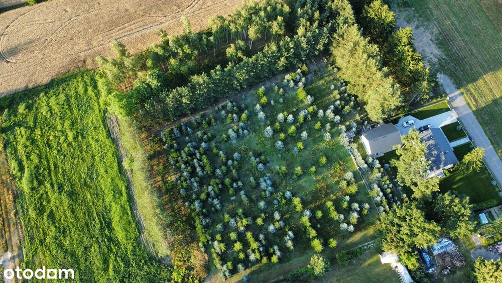 Urokliwa działka budowlana 1104 m² | MPZP | Cisza i świerkowy klimat