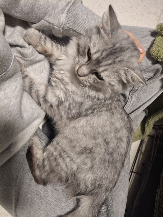 Pieszczoszka Chanel szuka domu