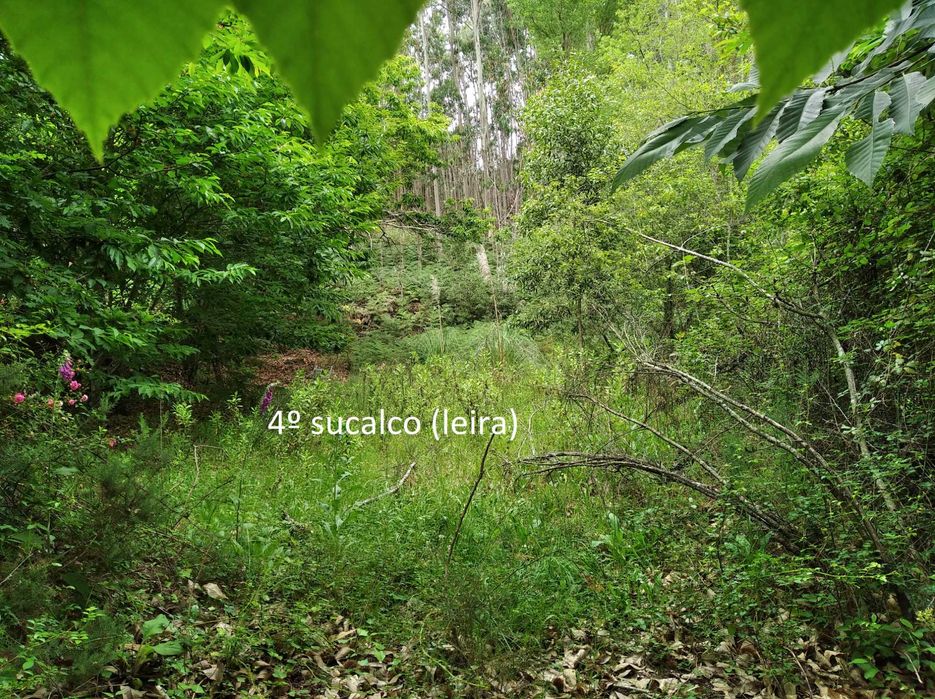 Terreno em Baguim do Monte com 6070M2 (rustico)