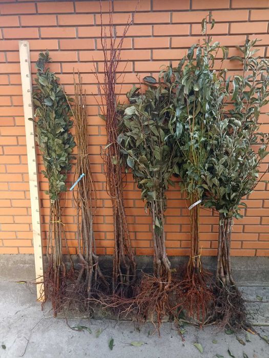 Саженцы яблоня,груша,слива,вишня,черешня,персик,абрикос, виноград,розы