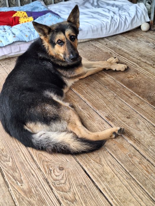 Atos, uwielbia ludzi i czeka na dom