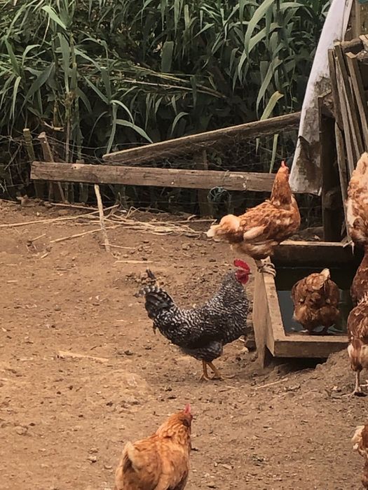 Galos  mouriscos e vermelhos