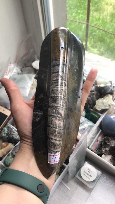 Скам"янілості ортоцерасс,амоніт,септарія,брахіопода,трилобіт