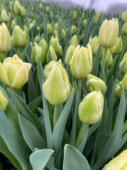 Тюльпани тюльпаны продажа продаж опт