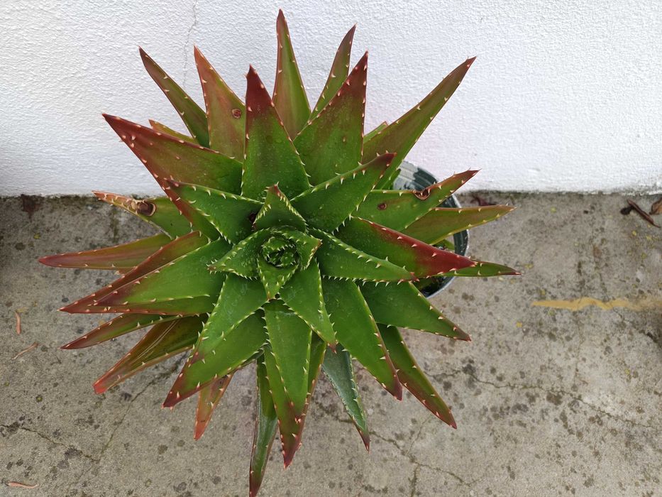 Suculenta/cacto aloé coral