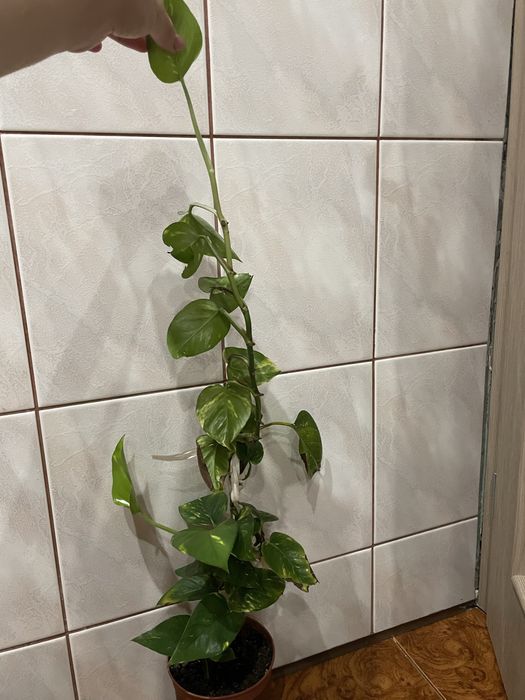 Epipremnum złociste
