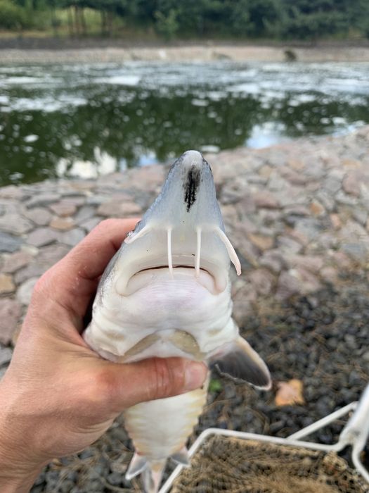 Малек Белуги Каспийской