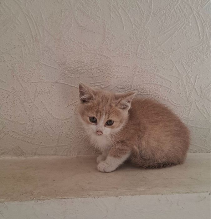 Котята в хорошие руки