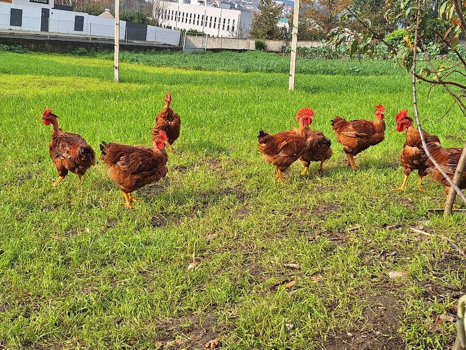 Frango Caseiro - Cabidela