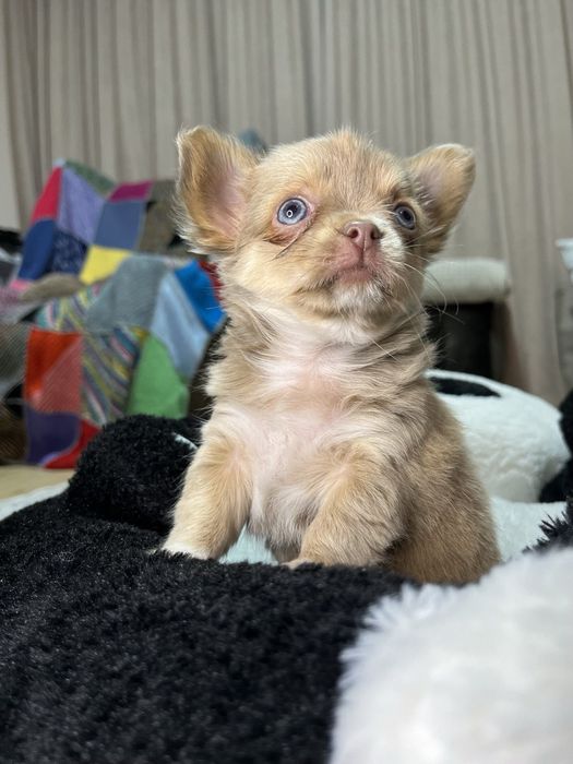 Чихуахуа продам девочку