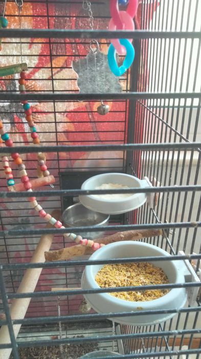 Vendo 2 papagaios com casa