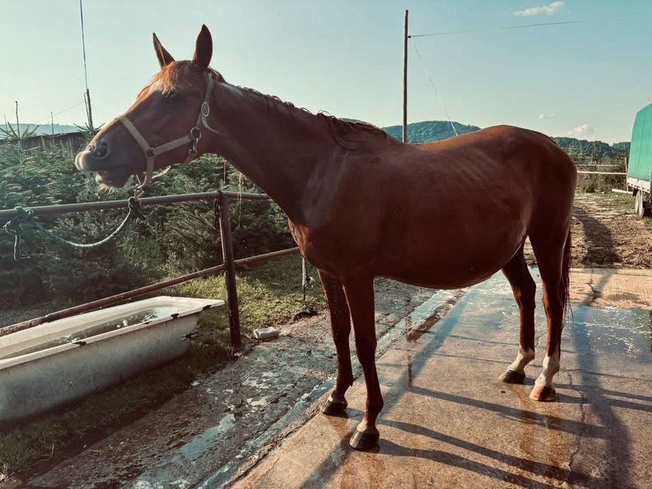 Klacz ze zrebakiem po Flawiuszu