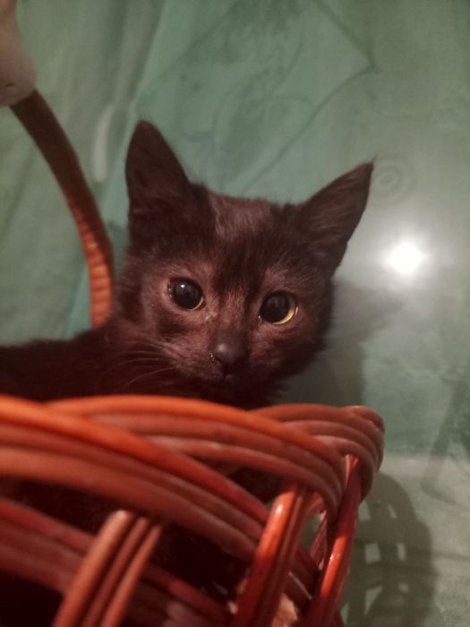 Віддам кошенят у добрі руки