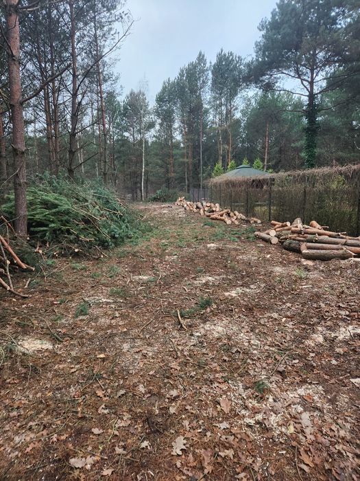 Wycinka I pielęgnacja drzew  czyszczenie działek
