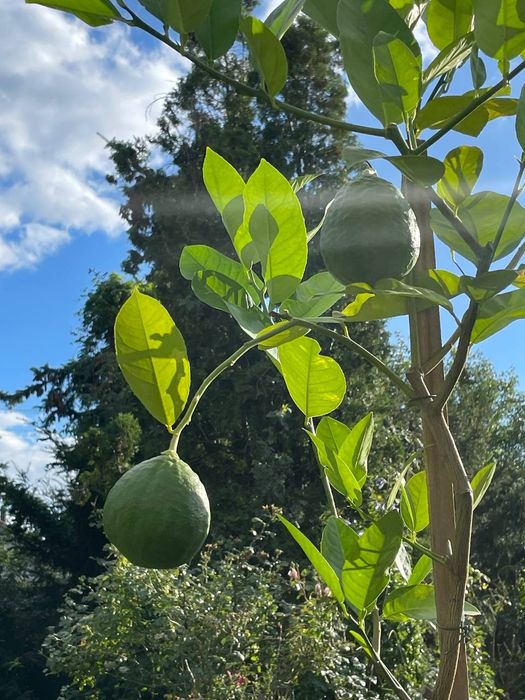 Цитрус Лимон Юбилейний
