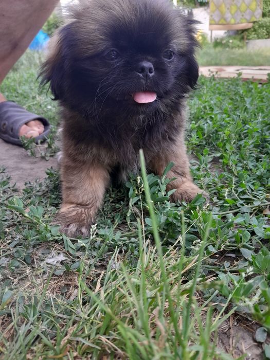 Продаю пекинесів дві дівчинки