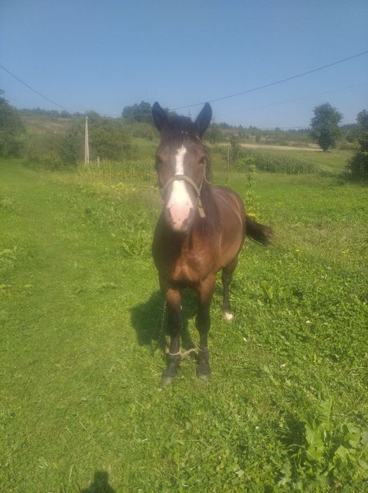 Продається кінь.