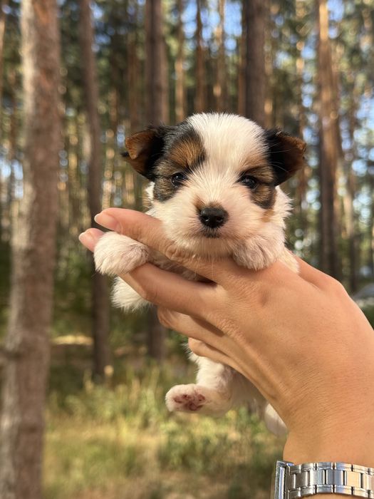 Елітна дівчинка бівер з документами КСУ/FCI