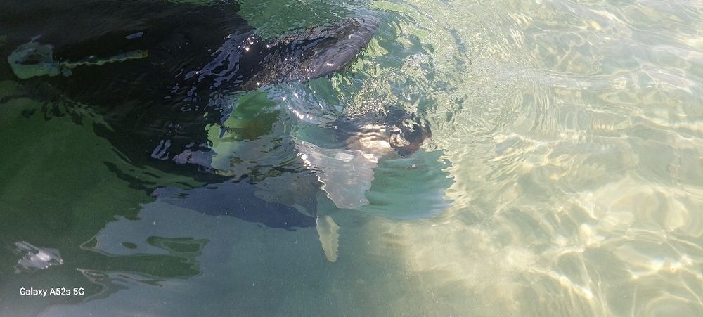 Crownline 268 CR Turbo Diesel