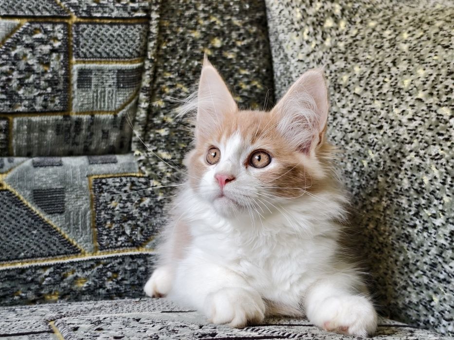 Для ценителей породы. Продажа котят Мейн Кун
