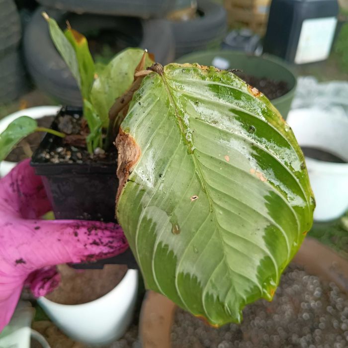 maranta zestaw 2 odmian