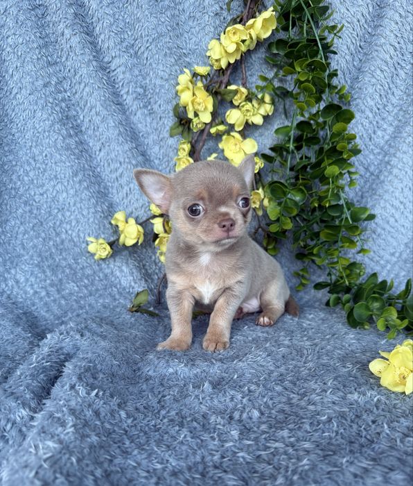 Excecional mini cor rara menino Isabella Chihuahua/Chiuaua.LinhagemRussa,Qualidade