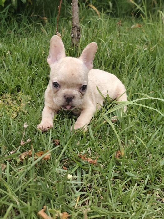 Buldogue francês macho