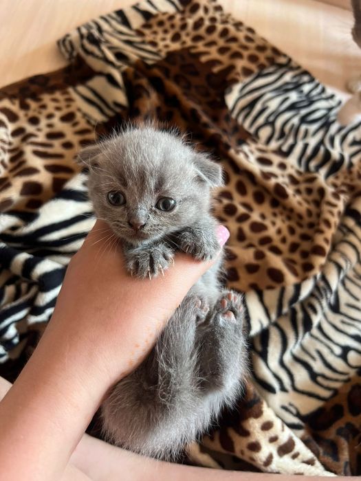 Шотландський висловухий котик киця кошення