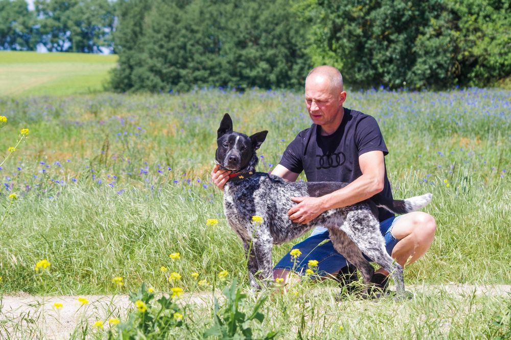 Luka - dereszowata piękność do adopcji.