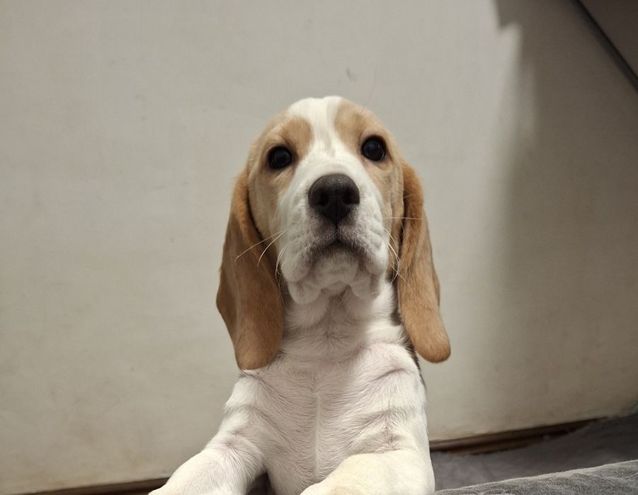 Щенок девочка бигля биколор