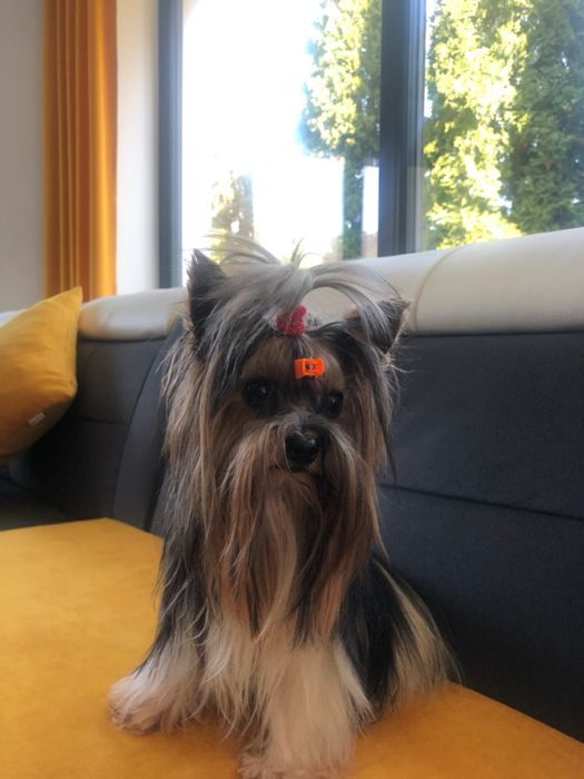 York biewer sunia mini